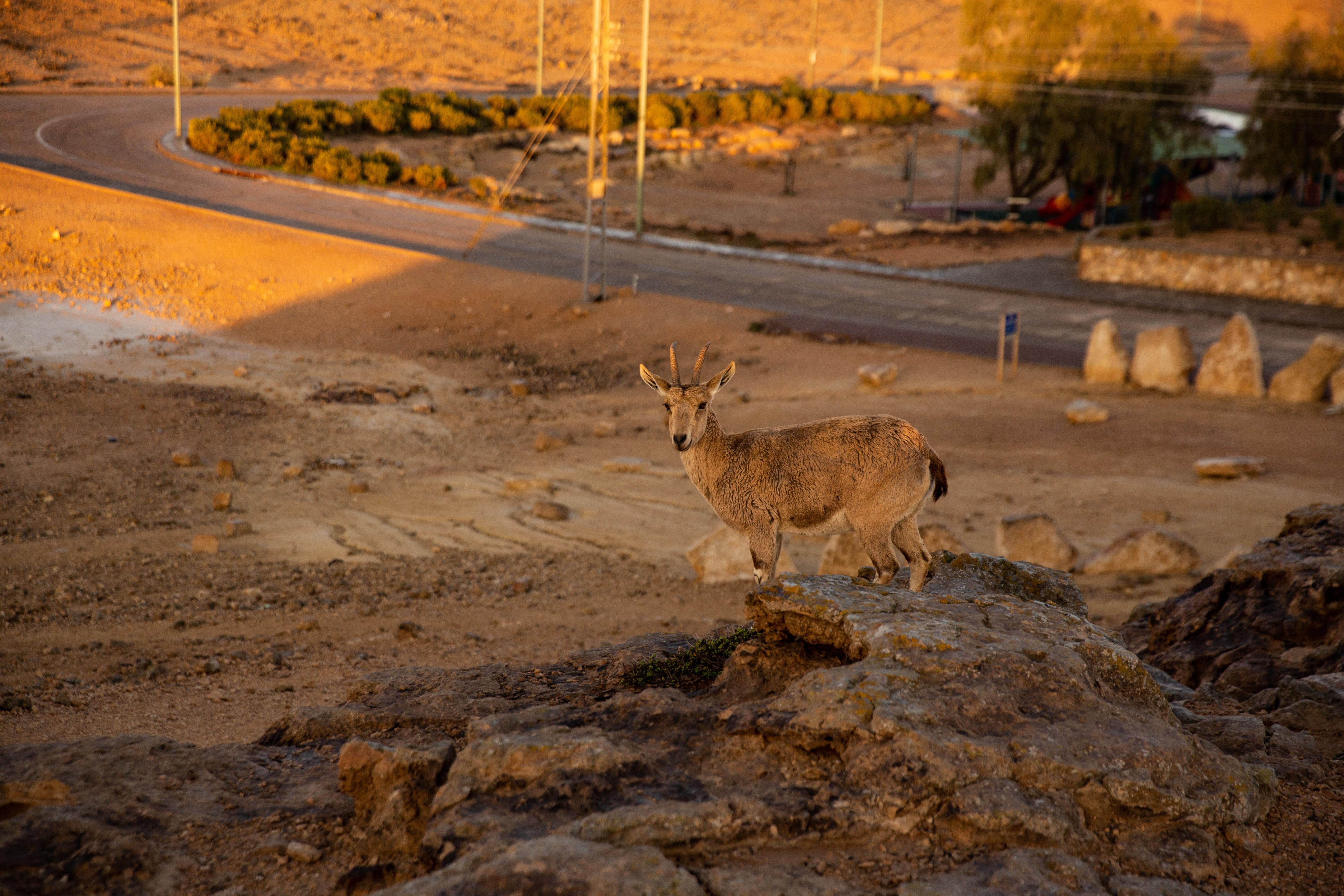 Ramon Suites By Smart Hotels Mitzpe Ramon Luaran gambar